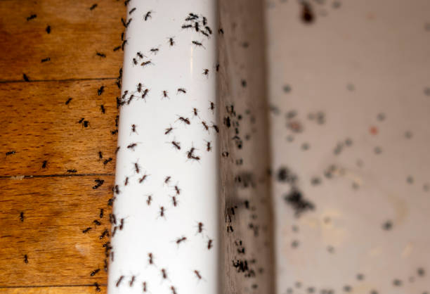 Best Pest Prevention Services  in Cedar Hills, UT